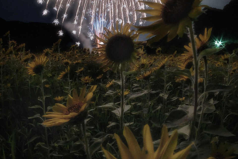 牟佐大久保ひまわり畑の画像
