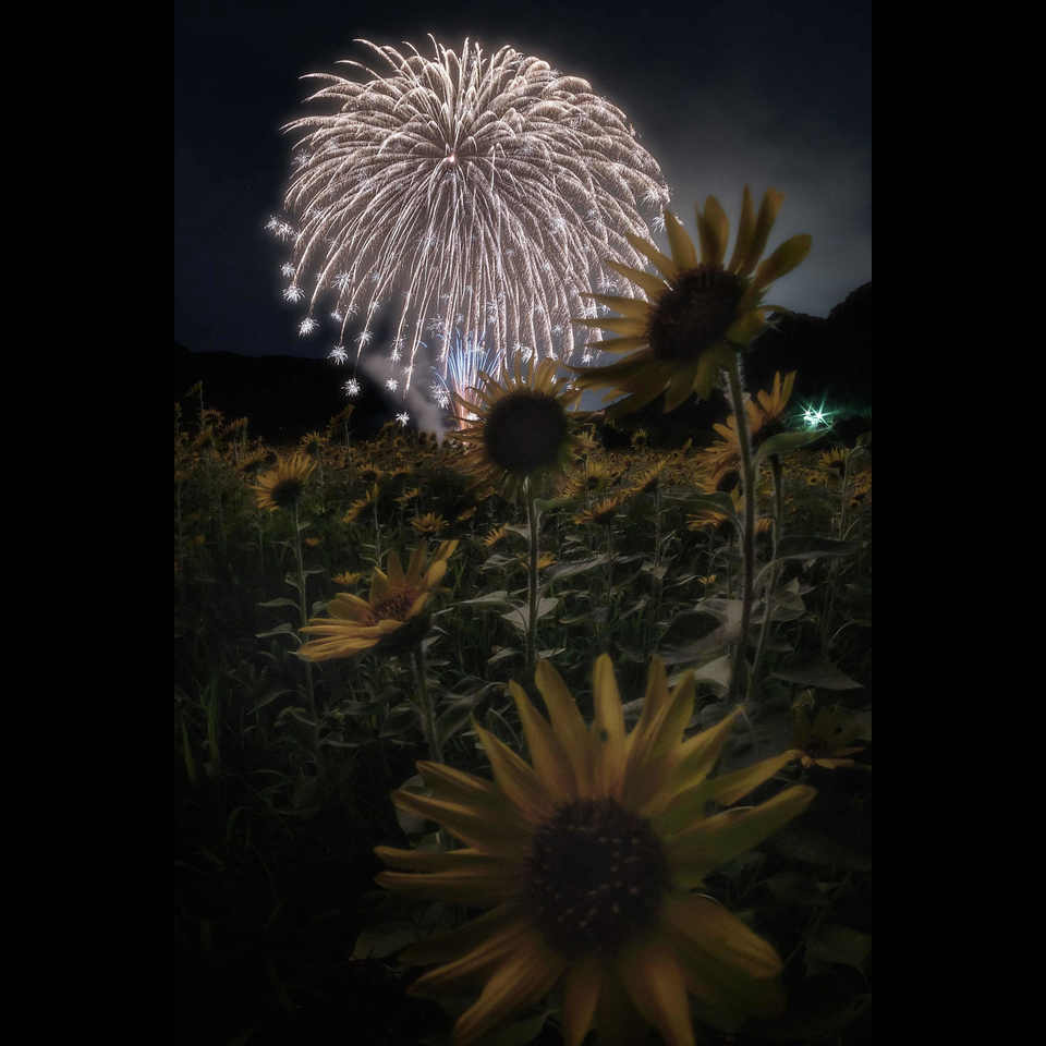 の画像
